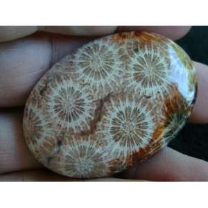  S7713 Coral Fossil Flower Agate Oval Cabochon Nice 