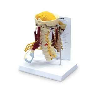  Life Size Cervical Model with Muscles and Nerves 