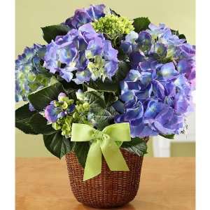 Potted Blue Hydrangea  Grocery & Gourmet Food