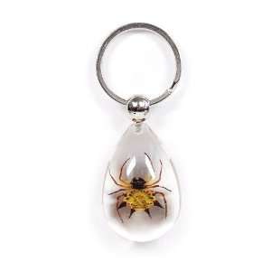   Real Bug Key Chain Tear Drop Shape Clear Spiny Spider: Home & Kitchen