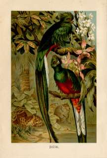 Antique Print QUETZAL TROGON BIRDS Brehm 1890  