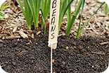   plants can be grown from seed outdoors carrots onions peas and beans