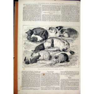 Prize Cats Rabbits Guinea Pigs 1876 Alexandria Palace 