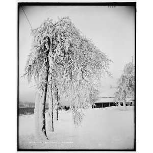 Snow studies,Prospect Park,Niagara 