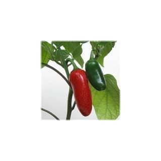  Mild Jalapeno Pepper   25 Seeds/Seed: Patio, Lawn & Garden