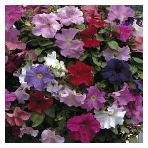   Improved Hybrid Mixed Colors Petunia SEEDS Patio, Lawn & Garden