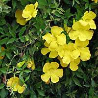 Yellow Trumpet Vine Macfadyena showy*LUSH* 25 seeds  