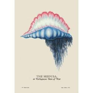   Medusa or Portuguese Man of War 12x18 Giclee on canvas