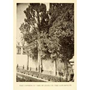  Print Cypress Sultana Generalife Granada Spain Trees Wall Man Plants 