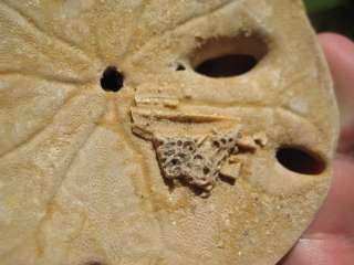 SAND DOLLAR FOSSIL Sea Star Biscuit Fish Creature CA US  