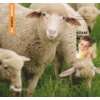 Vera Wolle ist ein Schaf. Oscars lustiges Schafbuch. Ein Sachbuch 