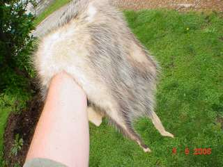 Opossum pelt w ft. tail tanned skin taxidermy wild hide  