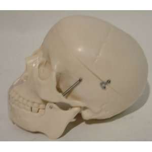   Brand New Life Size Anatomy Skull Mannequin Head Model: Toys & Games