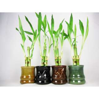 Live 3 Style Party Set of 4 Bamboo Plant w/ Handmade Ceramic Vase Best 