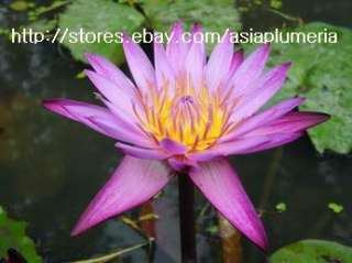 10 LIVE MAMEAW WATER LILY PLANTS LOTUS POND +FreeDoc  