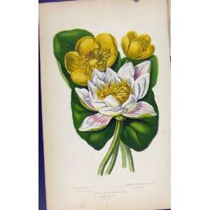 Flowering Plants White Water Lily Yellow Color Print