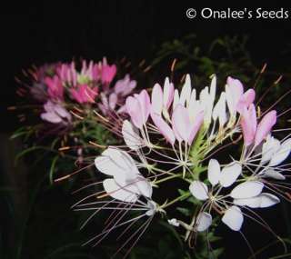 Pink, Rose & Violet Queen Cleome,Spider Flower Seed Mix  