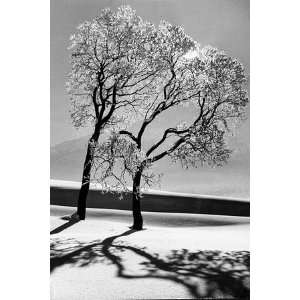    Trees in the Snow by Alfred Eisenstaedt, 48x72: Home & Kitchen