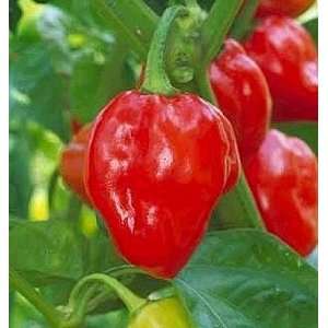  Carribean Red Habanero Pepper Plant   Very Hot   3 Pot 