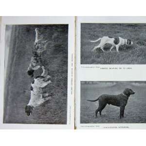  1899 Hunting Dogs English Setters Pointer Retriever: Home 