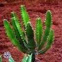 INDIAN CORN COB (Euphorbia mammillaris variegata) 5 seeds