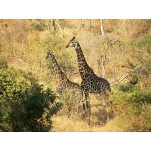  Giraffe (Giraffe Camelopardalis), Mala Mala Game Reserve 