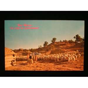  Navajo Family/Herd of Sheep, New Mexico Postcard not 