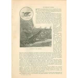  1885 Guardian Birds Road Runner Two Horned Hornbill 